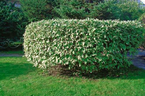 Прищипка дерена. Описание растения