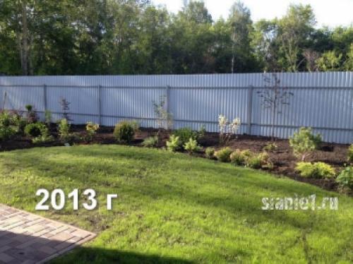 Укрытие дерен на зиму. Популярные виды дёрена 14