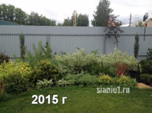 Укрытие дерен на зиму. Популярные виды дёрена 16