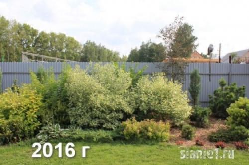 Укрытие дерен на зиму. Популярные виды дёрена 19 Укрытие дерен на зиму. Популярные виды дёрена 19