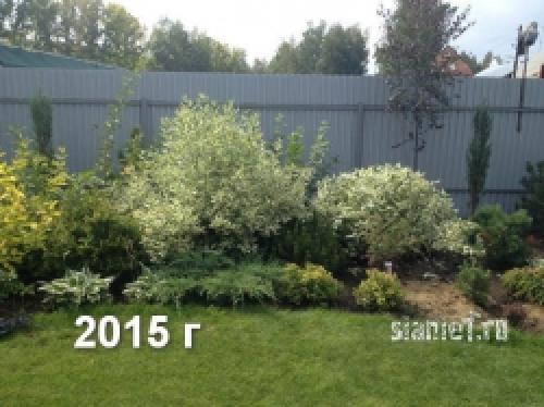 Укрытие дерен на зиму. Популярные виды дёрена 18 Укрытие дерен на зиму. Популярные виды дёрена 18