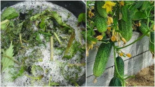 Зола для помидоров и огурцов. Потребности помидоров и огурцов на дачном участке 04 Зола для помидоров и огурцов. Потребности помидоров и огурцов на дачном участке 04