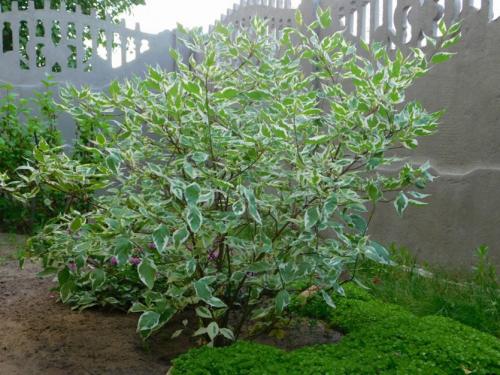 Формируем дерен. Создание элегантных садовых форм из дерена