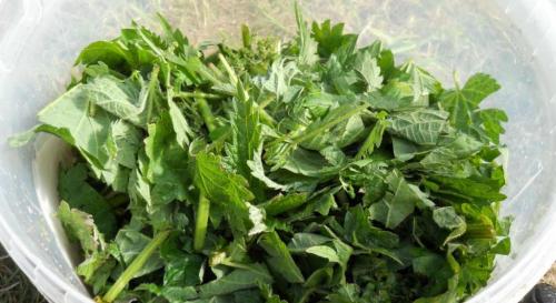 Зола для помидоров и огурцов. Потребности помидоров и огурцов на дачном участке 05 Зола для помидоров и огурцов. Потребности помидоров и огурцов на дачном участке 05