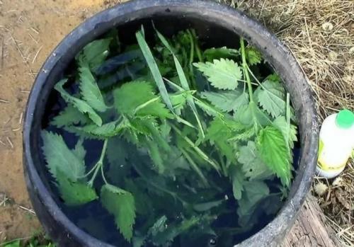 Зола для помидоров и огурцов. Потребности помидоров и огурцов на дачном участке 08 Зола для помидоров и огурцов. Потребности помидоров и огурцов на дачном участке 08