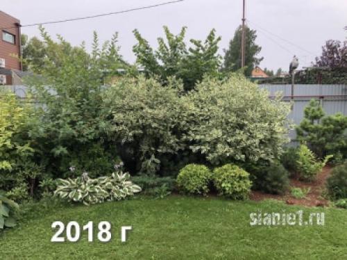 Укрытие дерен на зиму. Популярные виды дёрена 22