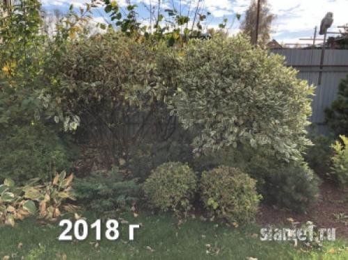 Укрытие дерен на зиму. Популярные виды дёрена 24