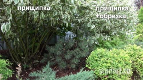 Укрытие дерен на зиму. Популярные виды дёрена 23