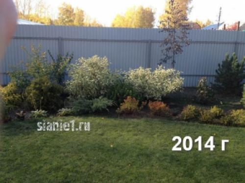 Укрытие дерен на зиму. Популярные виды дёрена 15