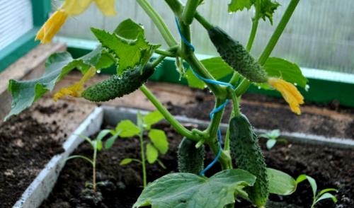 Зола для помидоров и огурцов. Потребности помидоров и огурцов на дачном участке 09 Зола для помидоров и огурцов. Потребности помидоров и огурцов на дачном участке 09