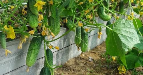 Зола для помидоров и огурцов. Потребности помидоров и огурцов на дачном участке 03 Зола для помидоров и огурцов. Потребности помидоров и огурцов на дачном участке 03