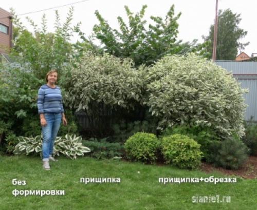 Укрытие дерен на зиму. Популярные виды дёрена 26 Укрытие дерен на зиму. Популярные виды дёрена 26