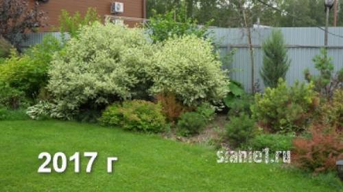 Укрытие дерен на зиму. Популярные виды дёрена 21