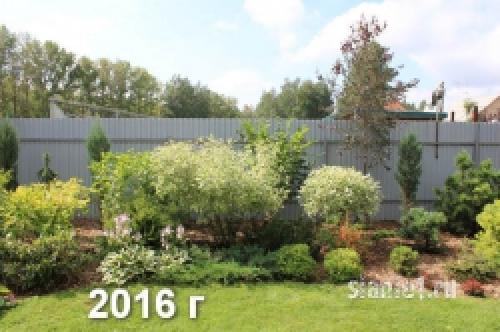 Укрытие дерен на зиму. Популярные виды дёрена 20 Укрытие дерен на зиму. Популярные виды дёрена 20