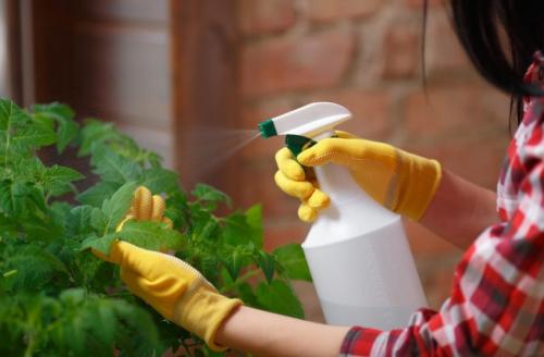 Зола для помидоров и огурцов. Потребности помидоров и огурцов на дачном участке 11 Зола для помидоров и огурцов. Потребности помидоров и огурцов на дачном участке 11