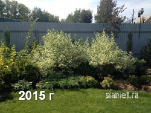 Укрытие дерен на зиму. Популярные виды дёрена 17 Укрытие дерен на зиму. Популярные виды дёрена 17