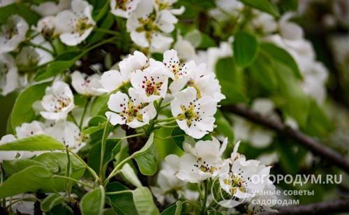 Дегустационная оценка груш. Советы по выбору посадочного материала