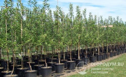 Дегустационная оценка груш. Советы по выбору посадочного материала