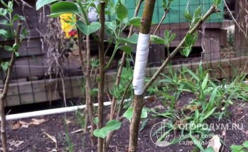 Дегустационная оценка груш. Советы по выбору посадочного материала