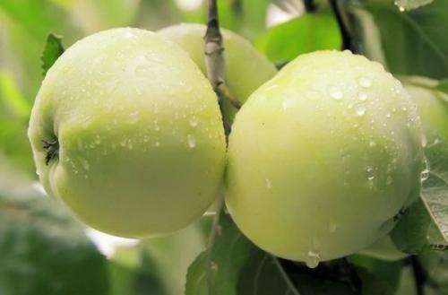 Зимние сорта яблок в россии. Обзор зимних сортов яблони