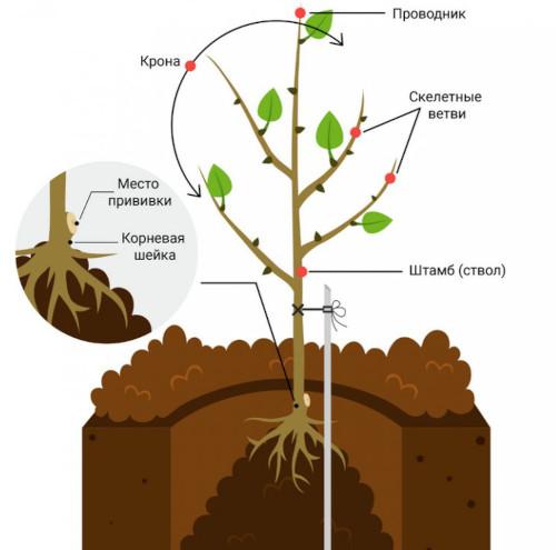 Зимние сорта яблок зеленого цвета. Зимние сорта яблок. Фото с названием и описанием