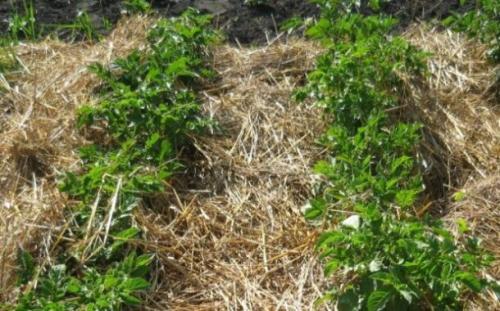 Нужно ли косить жидкий газон. Правило №6 – не оставляйте скошенную траву на газоне