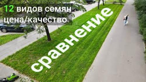 Сорта газонной травы. Какой бывает 06