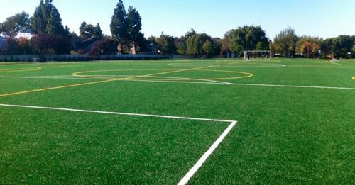 Какая трава лучше для газона на даче. Какой газон лучше посадить на даче: описание и виды трав