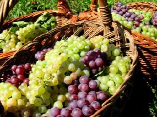 Минеральные удобрения для винограда весной. Зачем подкармливать? 01