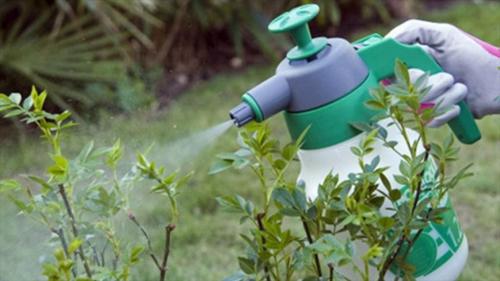 Как развести нашатырный спирт от вредителей. Использование нашатырного спирта, как подкормки