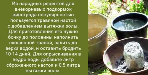 График подкормки винограда. Подкормка винограда весной после зимы и летом золой
