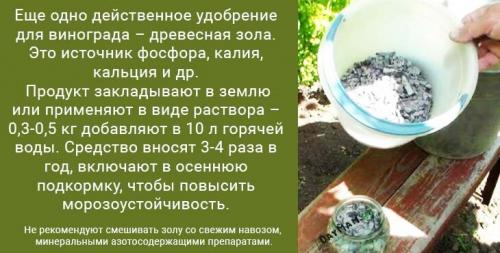 График подкормки винограда. Подкормка винограда весной после зимы и летом золой