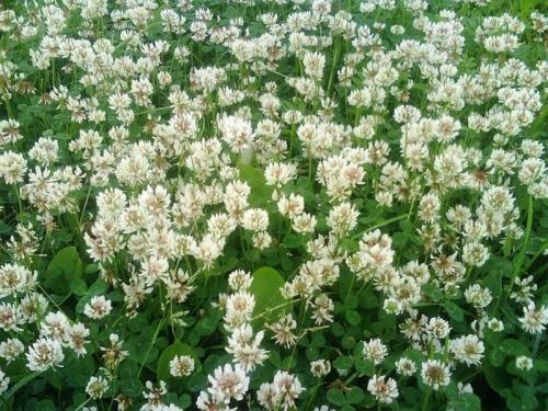 Белый клевер трава. Добавление статьи в новую подборку 04 Белый клевер трава. Добавление статьи в новую подборку 04