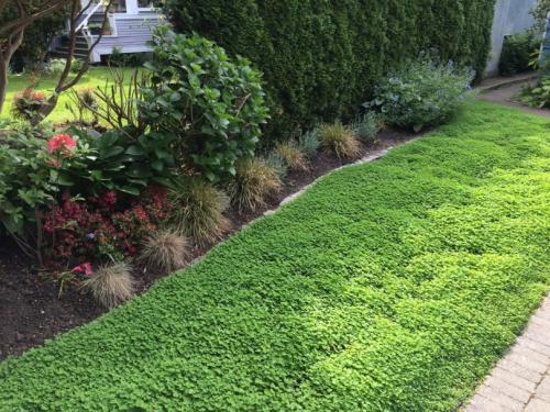 Белый клевер газон. Многолетний клевер – основная характеристика