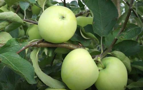 Самые ранние сорта яблок. Ранние сорта яблок для Подмосковья