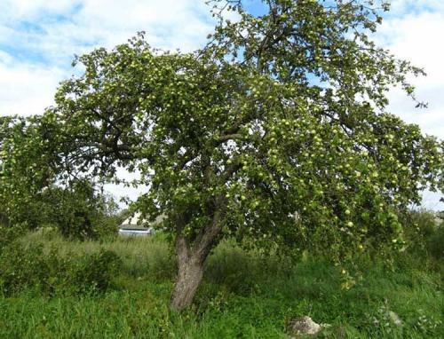 Самые ранние сорта яблок. Ранние сорта яблок для Подмосковья