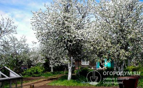 Средние сорта яблок. Особенности региона