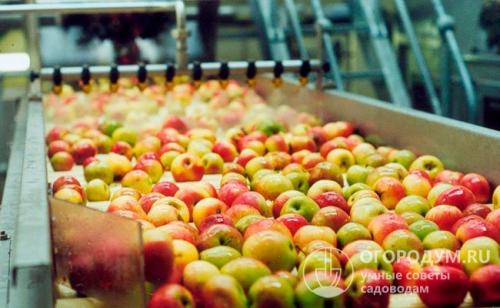 Самые скороспелые яблони. Летние сорта яблок
