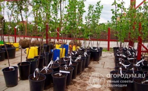 Самые скороспелые яблони. Летние сорта яблок