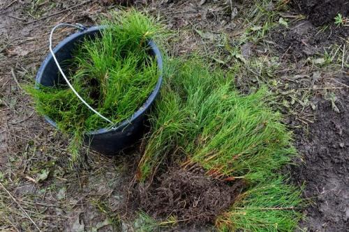 Выращивание хвойных из семян в домашних условиях. Как вырастить сеянцы сосны или елки на подоконнике