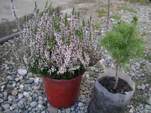 Как выращивать хвойные. Общие рекомендации по выбору саженца и посадке хвойных