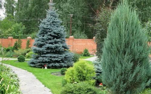 Технология выращивания хвойных из семян. Условия выращивания саженцев хвойных пород