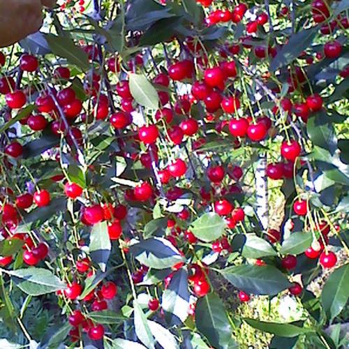 Опылитель для вишни Маяк. Сорт вишни Маяк