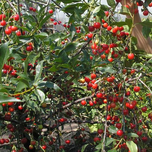 Опылитель для вишни Маяк. Сорт вишни Маяк