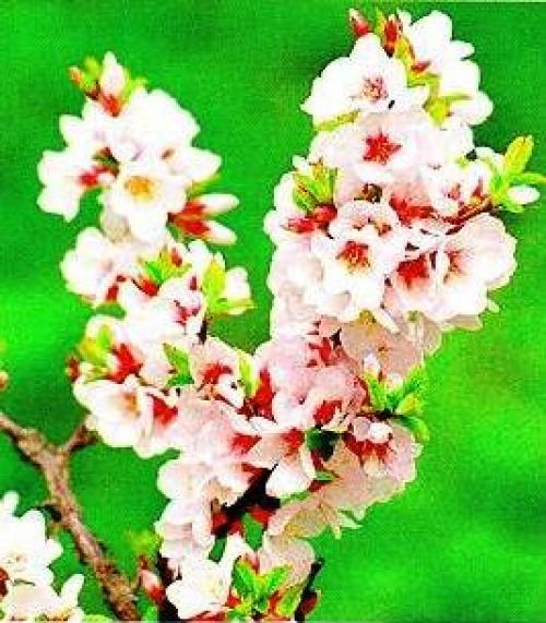 Опылитель для войлочной вишни. Войлочная вишня