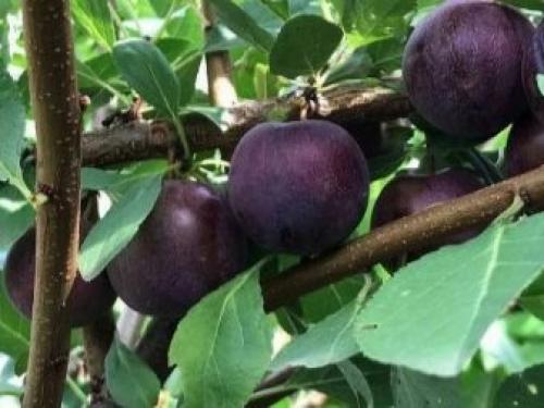 Опылитель для вишни. Какая вишня может опылять черешню 12 Опылитель для вишни. Какая вишня может опылять черешню 12