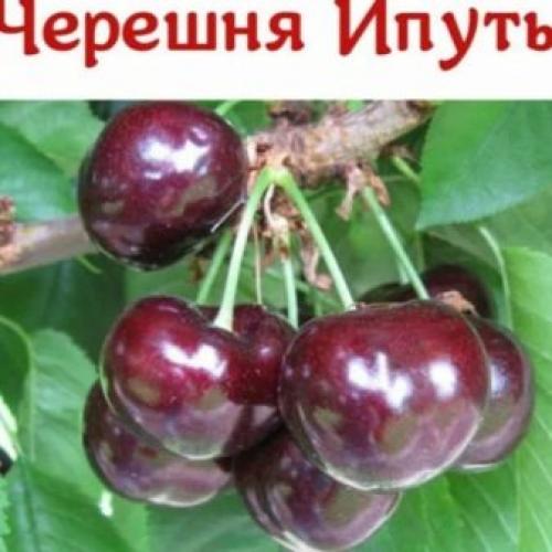 Опылитель для вишни. Какая вишня может опылять черешню 10 Опылитель для вишни. Какая вишня может опылять черешню 10