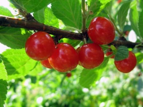 Таблица опылителей вишни. Лучшие сорта вишни для Средней полосы России