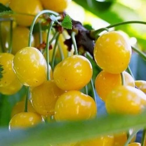 Опылитель для вишни. Какая вишня может опылять черешню 09 Опылитель для вишни. Какая вишня может опылять черешню 09