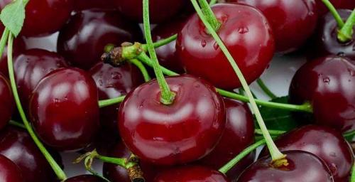 Опылитель для вишни. Какая вишня может опылять черешню 04 Опылитель для вишни. Какая вишня может опылять черешню 04